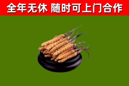 定西回收冬虫夏草