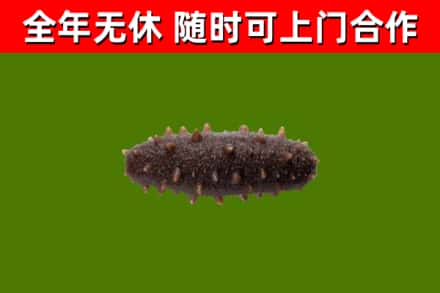 定西回收海参干